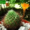 Rebutia _donaldiana_ Lau348_ 05